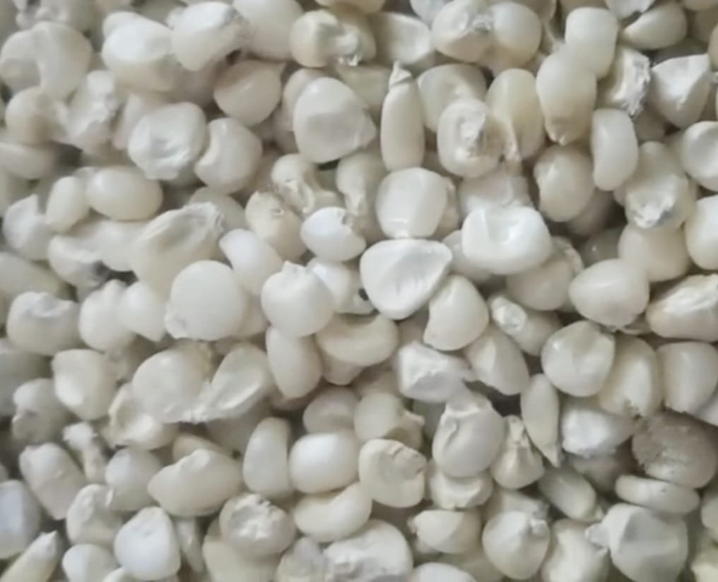 White Corn 
